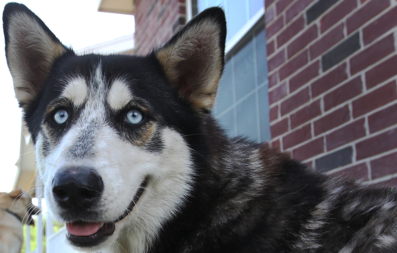 Balto the 10 millionth pet