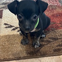 adopt-pet