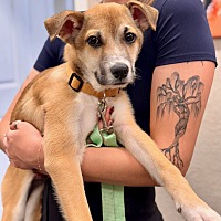 adopt-pet