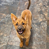 adopt-pet