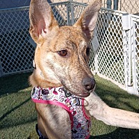 adopt-pet
