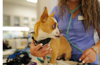 chihuahua receiving veterinary care