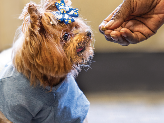 Mystie the dog being fed a treat